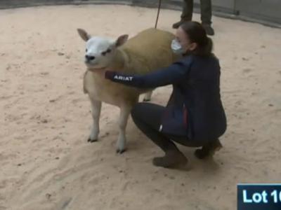 英国苏格兰一只特克塞尔羊以近50万美元成交