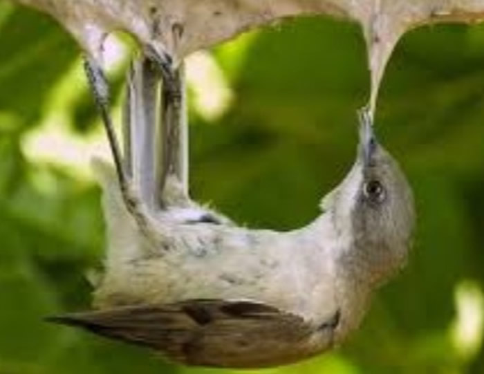 法国政府禁止使用胶水陷阱的捕鸟技术 比欧盟迟了41年