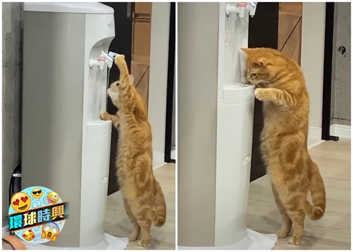 日本一只猫咪站立饮水 网民赞高智商