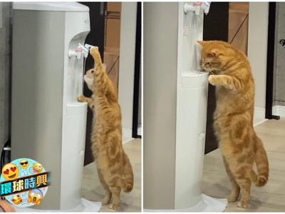 日本一只猫咪站立饮水 网民赞高智商
