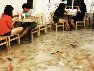 越南胡志明市宠物咖啡店Amix Coffee地板直接变鱼池 客人脚边都是鱼