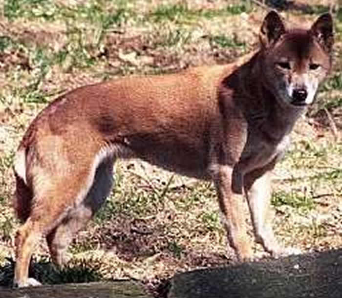 狗界歌神新几内亚“唱犬”消失半世纪 探险队新几内亚重获DNA样本