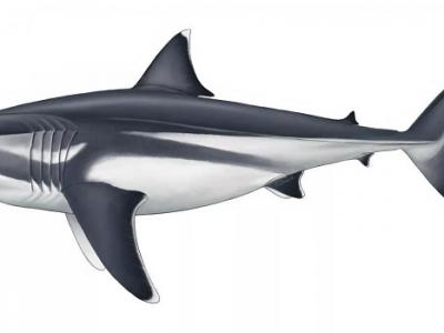 《科学报告》期刊：远古“巨齿鲨”体长可达16米