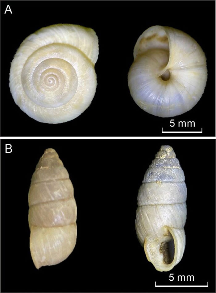蜗牛壳体照片.A. 红山华蜗牛; B. 奇异螺