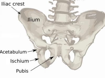 人类的骨盆结构决定了屁股的形状 而骨盆在过去600万年里经历重大变化