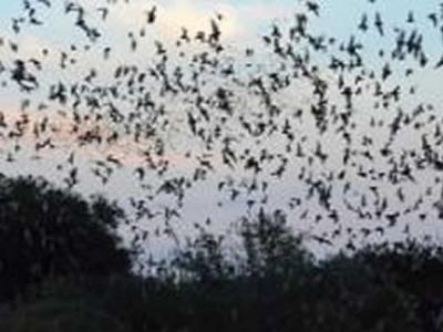 一大群蝙蝠进入美国国家气象局(NWS)雷达的视线 气象学家最初认为是雨云