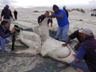 南非开普敦东南福尔斯湾水域大白鲨疑惨遭虎鲸猎杀 数量急剧下降