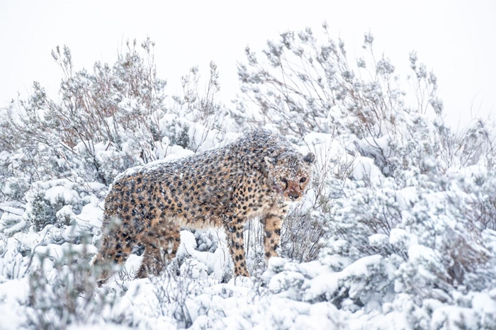 莫娜（Mona）是该保护区内最年长的母猎豹，它在人类身边非常自在。