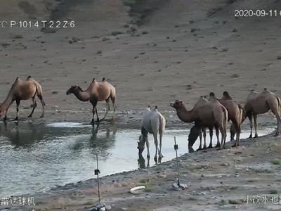 世界首次！甘肃安南坝自然保护区黄羊沟野生动物饮水池附近出现“白化”野骆驼