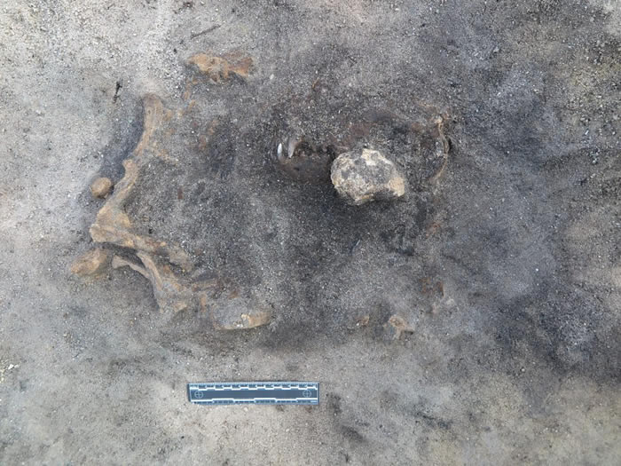 瑞典南部瑟尔沃斯堡石器时代遗址发现8400年前的陪葬狗 属于古代的格雷伊猎犬种