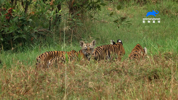 印度塔多巴安哈利老虎保护区老虎4姊妹罕见合作狩猎