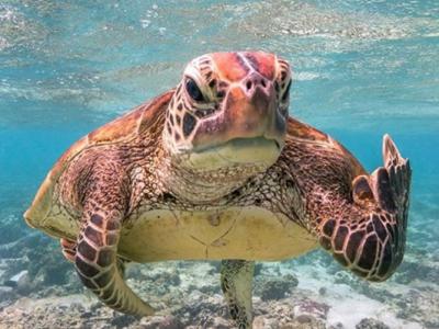 美国“生而自由基金会”的搞笑野生动物摄影奖进入决赛的摄影作品 海龟举中指成焦点