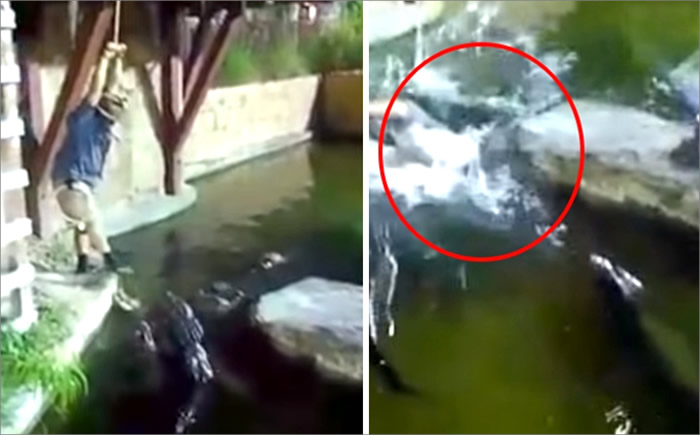 美国奥兰多国际大道主题公园表演鳄鱼秀的特技师绳索断裂摔进鳄鱼池