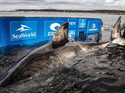 科学家捕获名为“海洋女王”的50岁巨型白鲨“努库米”