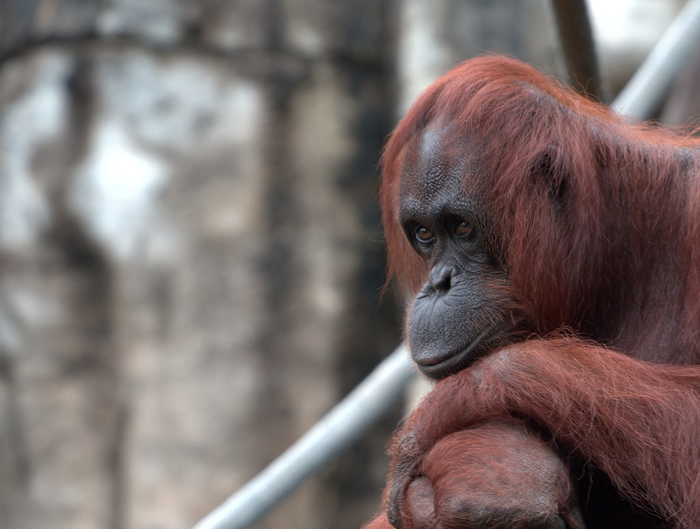 人类为开发棕榈油，严重压缩婆罗洲猩猩（Bornean Orangutan）生活空间。图片来源：b k（CC BY-SA 2.0）