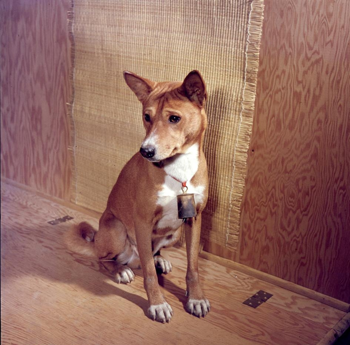 图中是1959年在宾夕凡尼亚拍摄的贝生吉犬，这种犬种不会吠叫，但会发出奇特的「短促叫声」。 PHOTOGRAPH BY NINA LEEN, THE LIFE