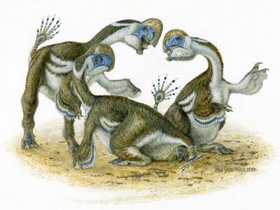 蒙古戈壁沙漠中发现6800多万年前无牙两指鹦鹉形状恐龙Oksoko avarsan