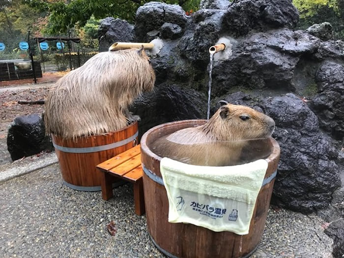 日本埼玉县儿童动物自然公园水豚泡温泉