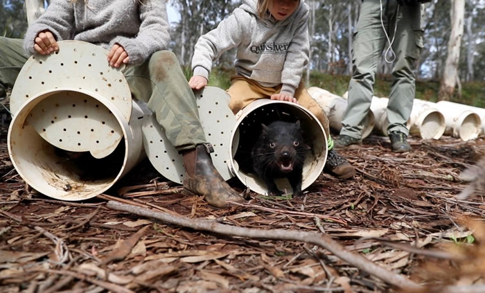 袋獾进入它们在澳洲东部桉树林的新家。 PHOTORGAPH COURTESY OF WILDARK