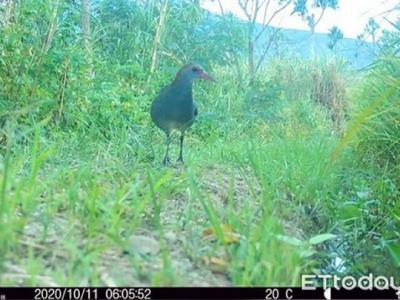 台东青农意外在生态摄影机捕捉到超罕见台湾特有亚种“灰胸秧鸡”来稻田造访