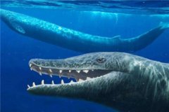 巨齿鲨vs梅尔维尔鲸 巨齿鲨和梅尔维尔鲸打架谁能赢