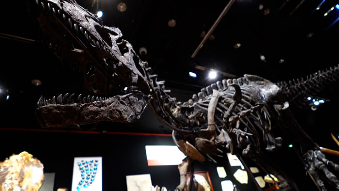 近乎完整的食肉恐龙“异特龙”化石在法国巴黎以300万欧元拍卖成交