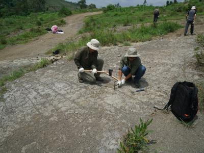研究发现莱氏蕨在全球泥盆纪不同地质时期和古气候带的时空分布模式