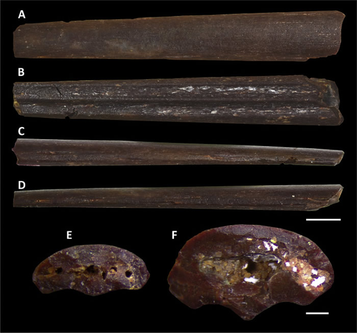 摩洛哥发现生活在白垩纪晚期的新品种翼龙Leptostomia begaaensis 可能像朱鹮一样进食