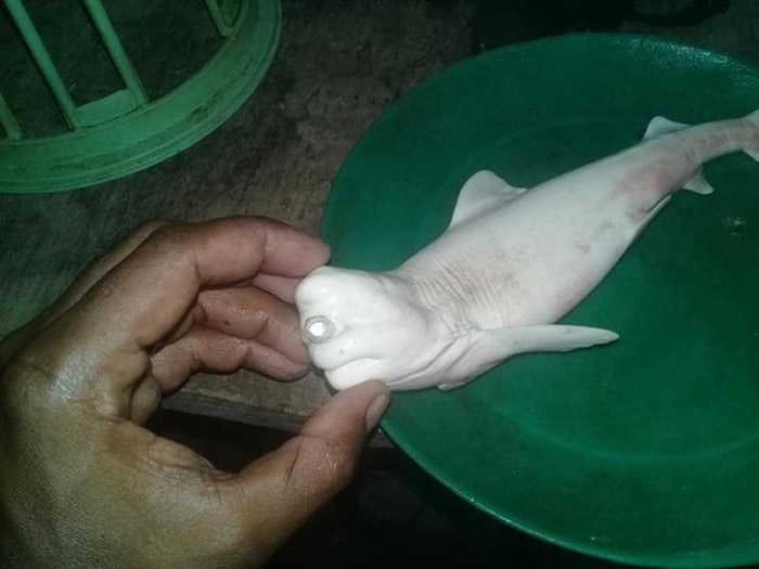 印尼渔民在马鲁古省沿海捕获一条母鲨鱼 剖腹后发现“独眼白鲨鱼”