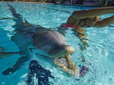 美国加州Edge Innovations公司设计的机器海豚有望取代人工饲养的海豚娱乐观众