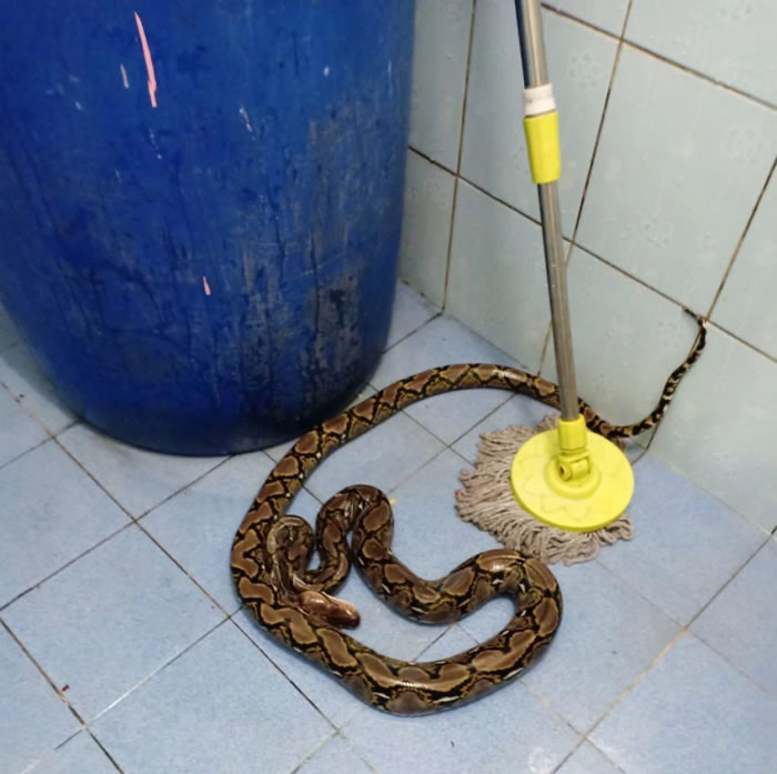 泰国妇女上厕所 两米长蛇从马桶窜出狠狠朝她屁股咬下去