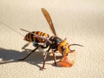 华盛顿州农业部找到美国有史以来第一个发现的亚洲大黄蜂（杀人大黄蜂）巢穴