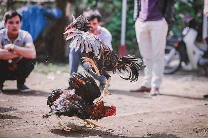 菲律宾警察在非法斗鸡场执行任务时竟然被一只公鸡杀死