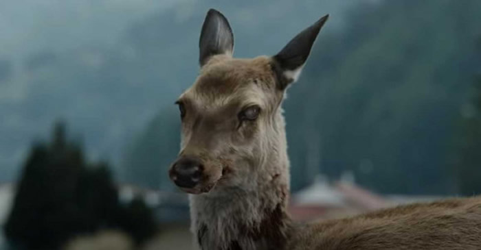韩国电影《尸速列车》中，一头感染「僵尸病毒」的鹿虽然被撞死，仍然爬起行走。（图／翻摄自电影画面）