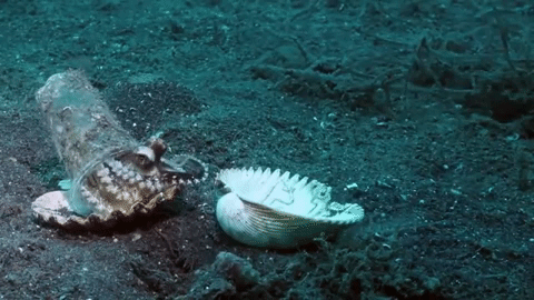 20米深海底发现塑胶杯椰子章鱼 潜水员捡一堆贝壳说服它换新家