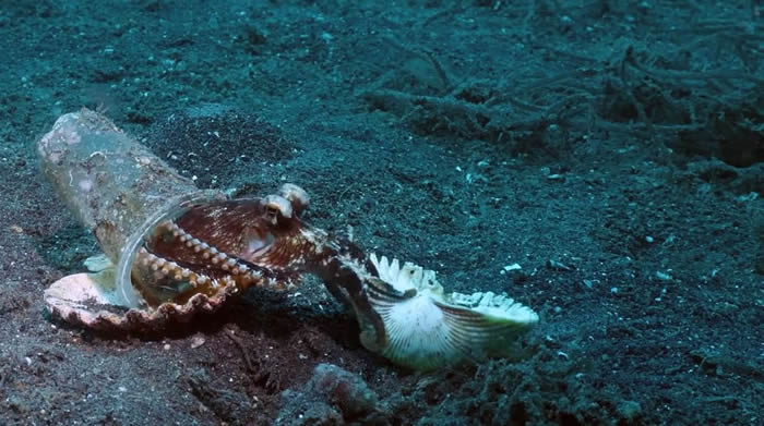 20米深海底发现塑胶杯椰子章鱼 潜水员捡一堆贝壳说服它换新家