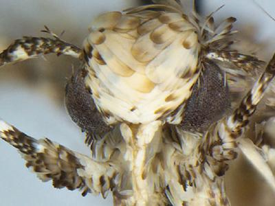 俄罗斯科学家将培育以塑料为食的螟蛾群落