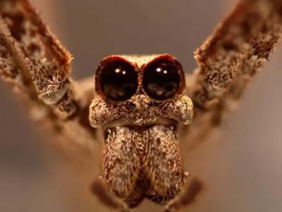 “食人魔之脸”蜘蛛Deinopis spinosa能用腿来聆听来自空中昆虫的声音