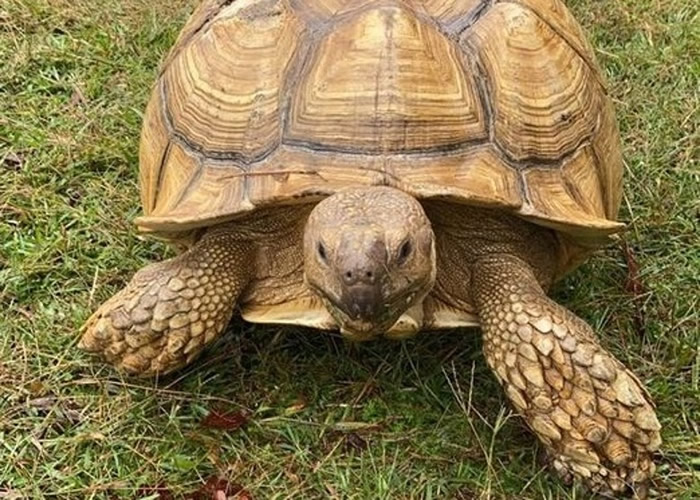 美国亚拉巴马州60多岁宠物苏卡达陆龟离家出走