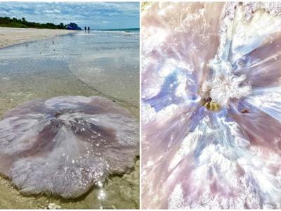 美国佛罗里达州男子在海边跑步意外发现罕见“粉红吝啬鬼”1.2米巨型水母