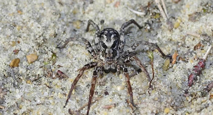 英国学者发现被认为已经灭绝的巨大大狐蛛