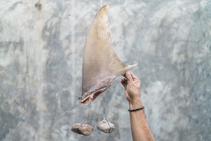 一片鱼翅绑上了石头，以便在干燥过程中维持形状。一项针对市面上鱼翅的新研究，惊讶地发现其实有许多鱼翅是从沿岸水域抓来的，而不是像诸多科学家以为的那样，是在公海捕捞