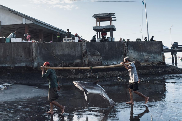 印尼龙目岛的坦朱鲁安（Tanjung Luar），渔民正卸下一只鲨鱼。这个国家是主要的鱼翅出口国，其中有许多都是从这个渔村的港口输出的。