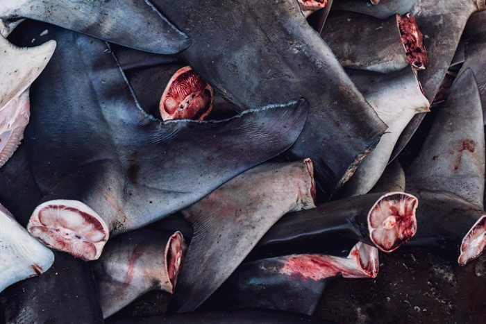 在坦朱鲁安的鱼市场，会把鲨鱼的尾部跟鱼鳍切下来。