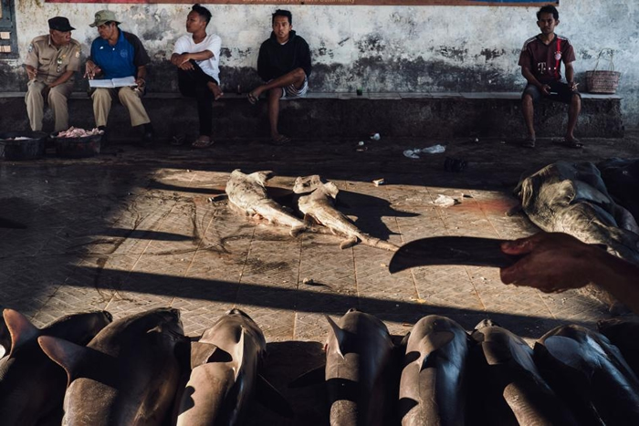 拍卖商、鱼市场员工、买家和其他人在坦朱鲁安等待拍卖开始，每一排的鲨鱼都属于不同渔船船员。