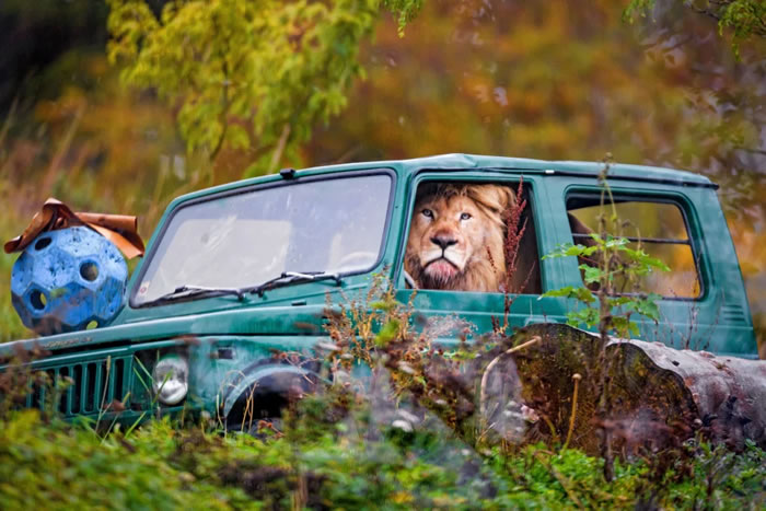 瑞士费兰登摄影师到锡基野生动物园拍到下巴毛沾满血迹的狮子坐在吉普车里