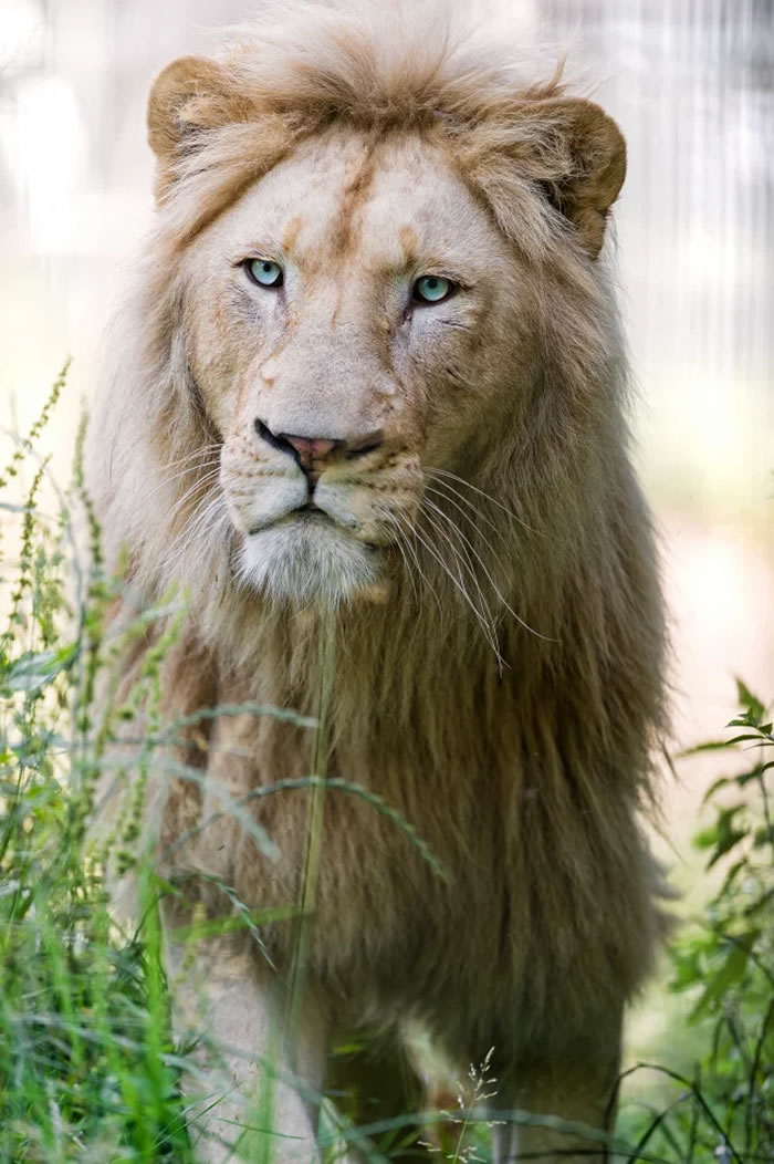 瑞士费兰登摄影师到锡基野生动物园拍到下巴毛沾满血迹的狮子坐在吉普车里