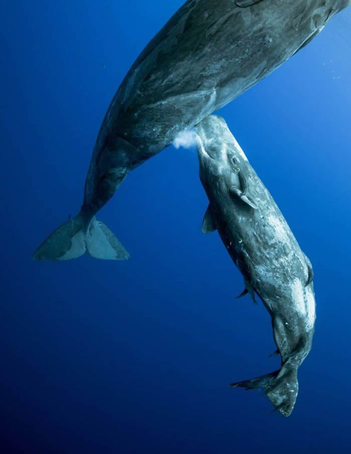 印度洋海域抹香鲸妈妈哺乳 海水中喷射母乳宝宝秒张嘴吞下
