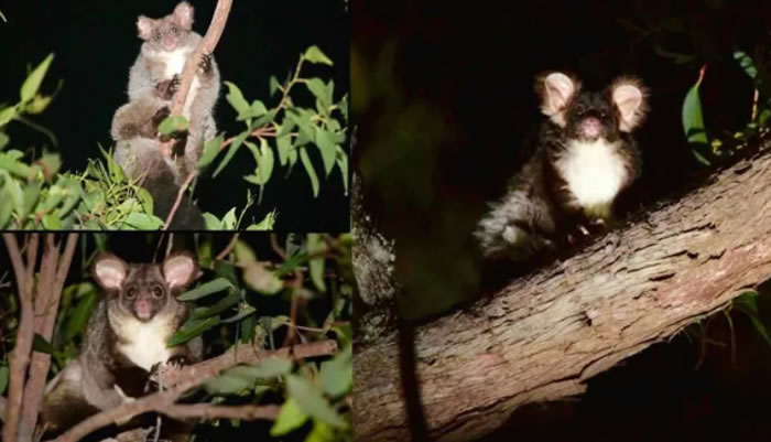 澳大利亚南部发现两种新的哺乳动物物种