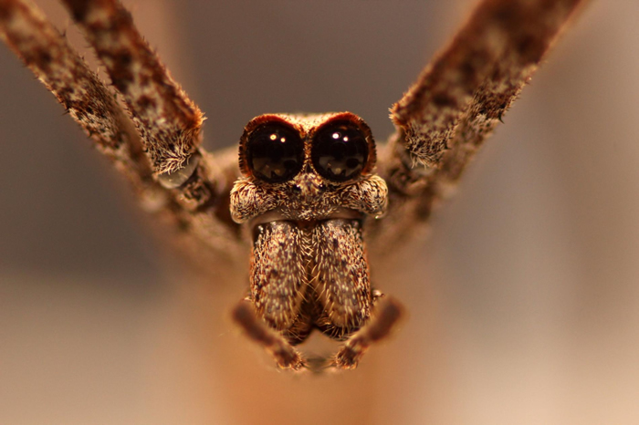 鬼面蛛有八个眼睛，其中朝向正面的两颗超大眼睛是它获得这个名称的原因。 PHOTOGRAPH BY JAY STAFSTROM
